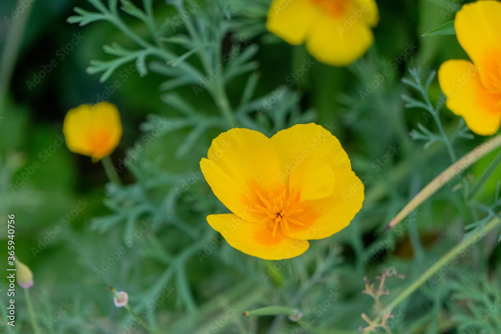 Yellow California Poppies in Garden in Oxford, United Kingdom Yellow California Poppies in Garden in Oxford, United Kingdom