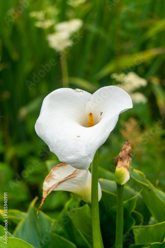 White Calla Lily Flower at Garden in Oxford, United Kingdom