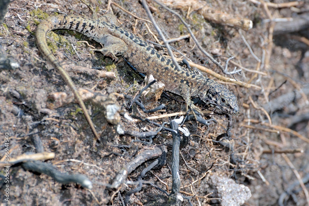Lizard on the ground in Brittany Lizard on the ground in Brittany