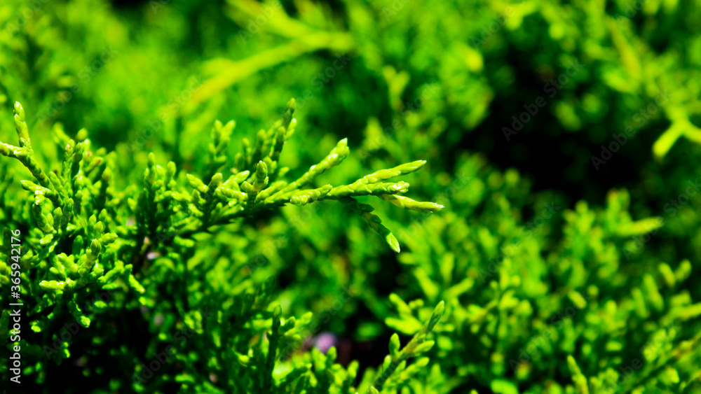 Bush Bush
