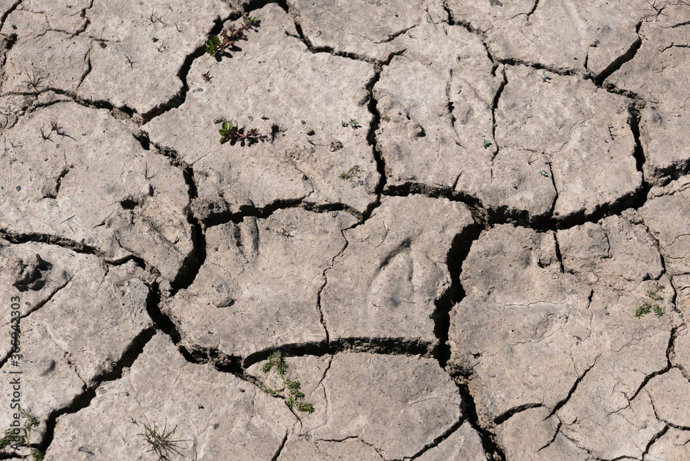 Fototapeta premium Close up of dry cracked earth in a drought