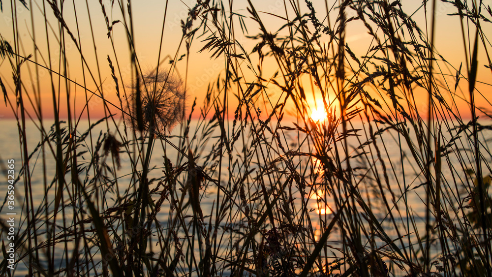 Sunset through the grass