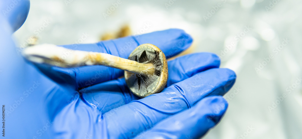 growing psilocybin mushrooms. Medical research on psilocybin