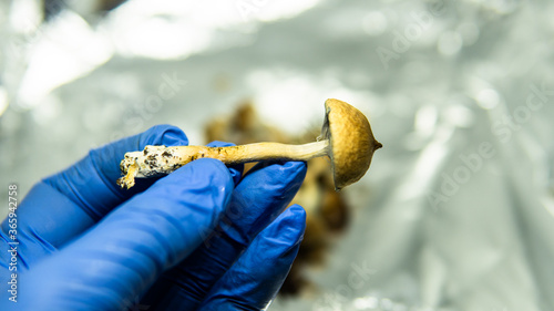 Фотография recreational varieties of psilocybin mushrooms, study of magic mushrooms and their effects