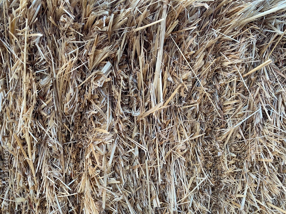 dry grass background dry grass background
