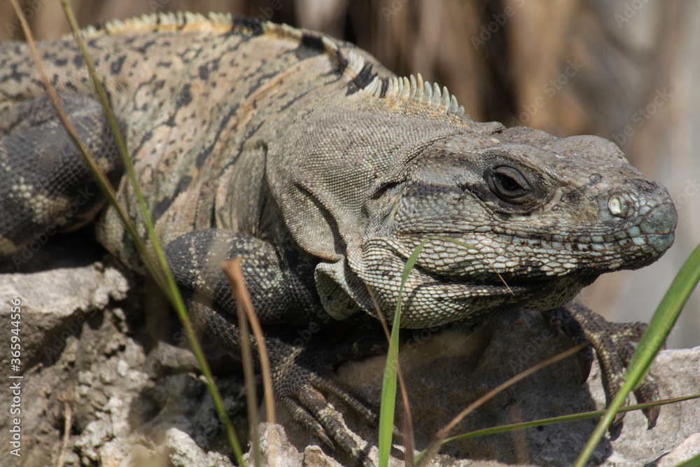 Fototapeta premium Wildlife. Giant lizard. Closeup of an iguana standing on a rock in the mayan ruins of Tulum.
