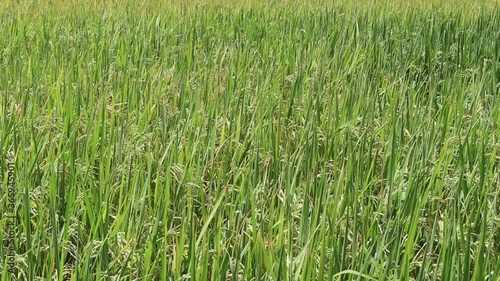 Green rice stalks emerge in the beautiful bouquet in the rice fields moving continuously. Green rice stalks emerge in the beautiful bouquet in the rice fields moving continuously.