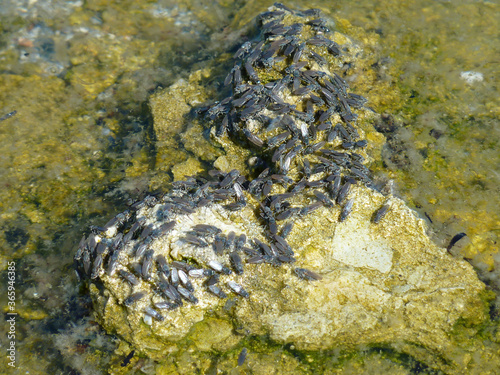 Sunny view of the Mono lake with full of Alkali fly