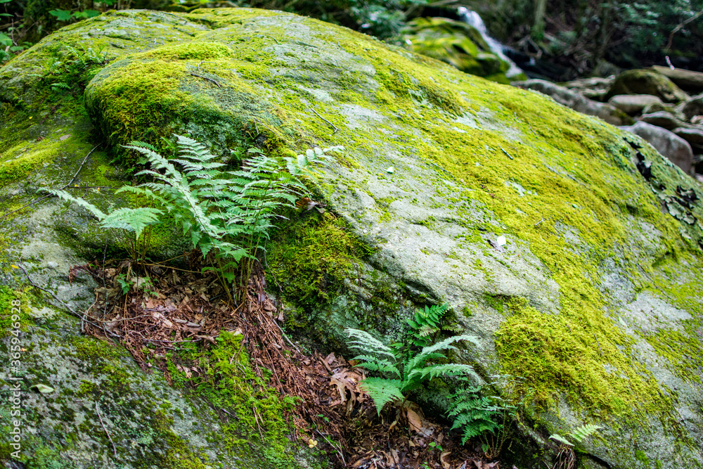 Green ferns on mossy rock, north carolina, appalachia Green ferns on mossy rock, north carolina, appalachia