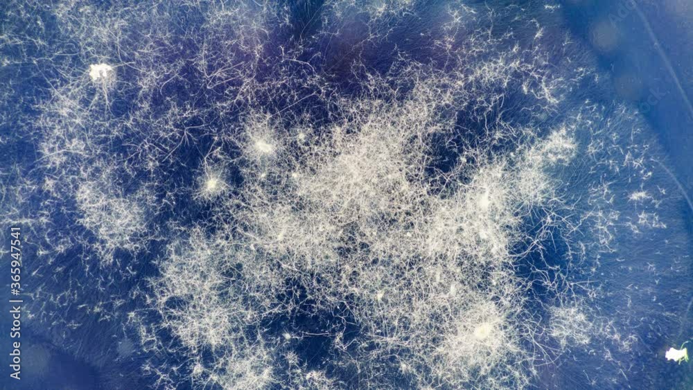 Experiments on the development of GMO bacteria decomposing plastic. Biodegradation  process  microbial organisms   bacteria and fungi  transform or alter  through  enzymatic action 