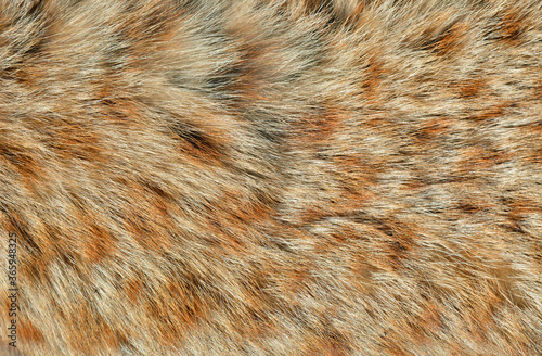 Fur of wild cat