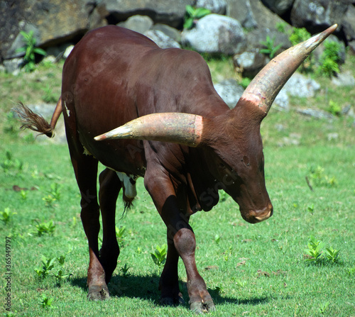 Ankole-Watusi is a modern American breed of domestic cattle. It derives from the Ankole group of Sanga cattle breeds of central Africa. It is characterized by very large horns. photo