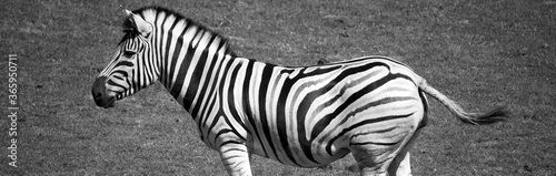Zebras are several species of African equids (horse family) united by their distinctive black and white stripesMother and foal zebras are several species of African equids  photo