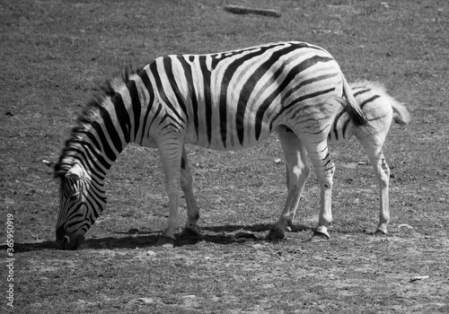 Zebras are several species of African equids (horse family) united by their distinctive black and white stripesMother and foal zebras are several species of African equids  photo