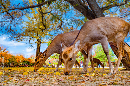 Japan. Nara Park. Two deer ...