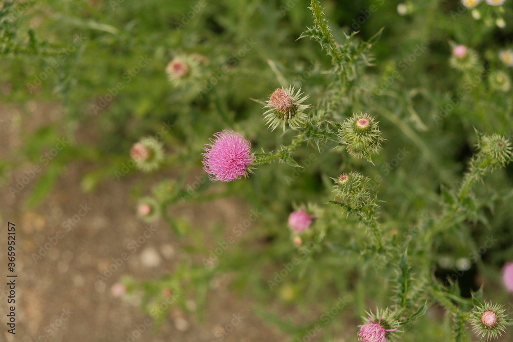 A large Thistle Bush, with a blurred background. Beautiful thistle flower on a background of green grass. A large Thistle Bush, with a blurred background. Beautiful thistle flower on a background of green grass.