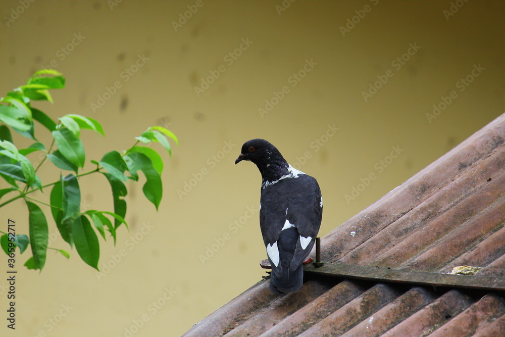 Fototapeta premium bird on a branch