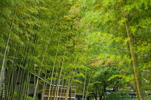 Bamboo forest scenery at Expo Park in Osaka, Japan. 