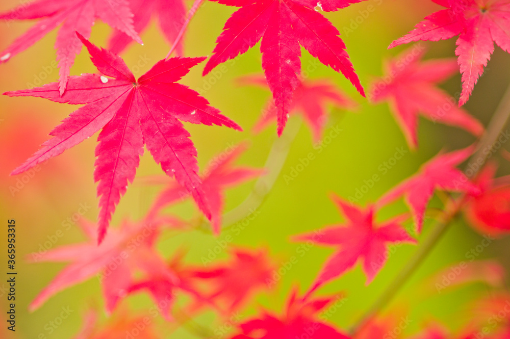 The maple is colored in beautiful red and yellow. The maple is colored in beautiful red and yellow.