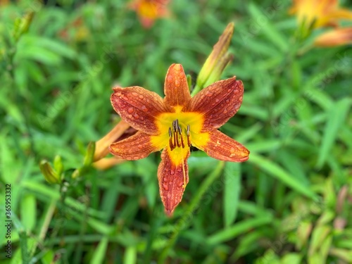daylily, orange-yellow slender petals The stamens protrude from the center of the flower. Green leaf stalk
