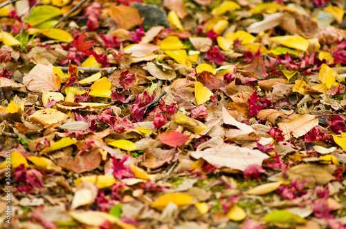 There are red and yellow fallen leaves.   © www555www