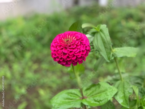 common zinnia Pink petals overlapping many layers, forming a beautiful bush. With pollen in the middle of the flower Green leaf stalk