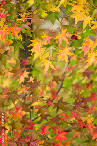 The maple is colored in beautiful red and yellow.