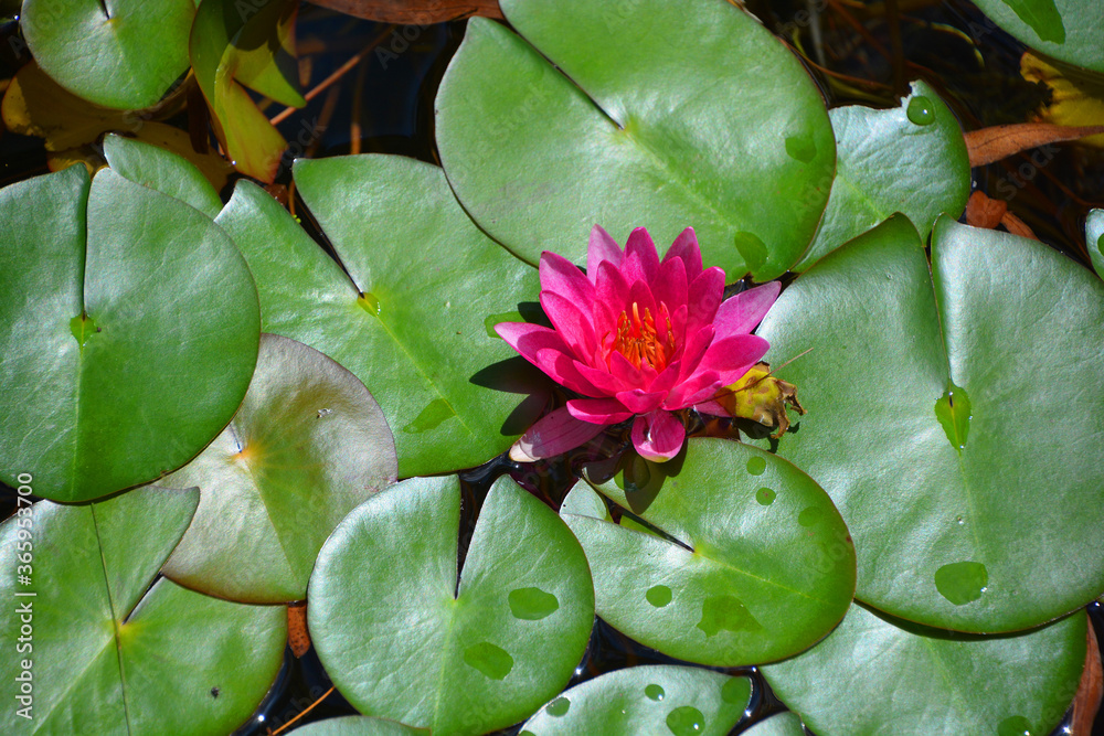Water lily. Nymphaeaceae is a family of flowering plants. Members of