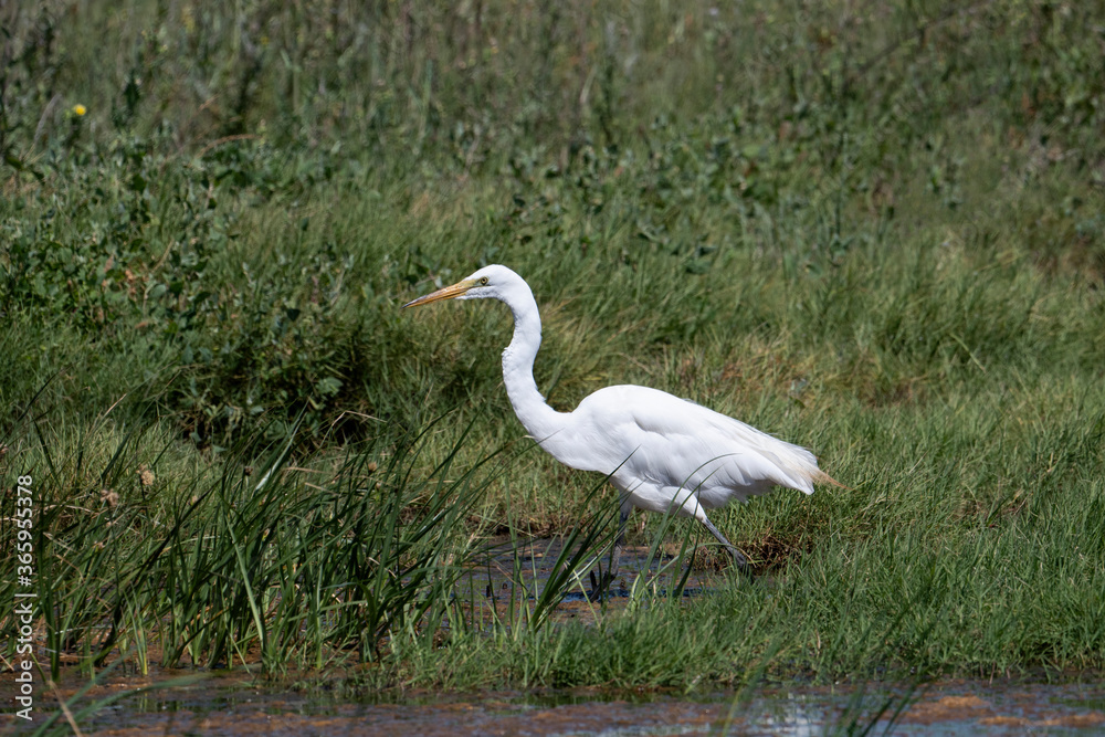 Great Egret in green reeds of a marsh Great Egret in green reeds of a marsh