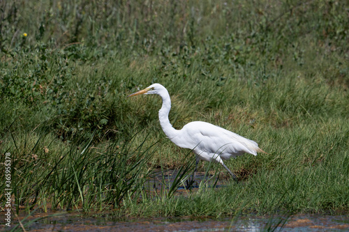 Great Egret in green reeds of a marsh