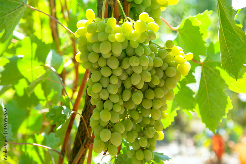 Grapes for wine production . Cultivation and Harvesting  Grapes
