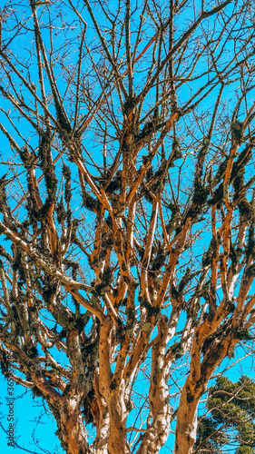 tree branches against blue sky (ID: 365955785)