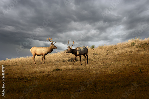 Fototapeta Naklejka Na Ścianę i Meble -  Elk on a grassy hillside in sunlight with storm clouds in the background 