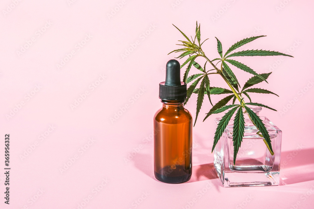 A bottle of hemp oil and a sprig of cannabis in a glass vase on a pink background. A bottle of hemp oil and a sprig of cannabis in a glass vase on a pink background.