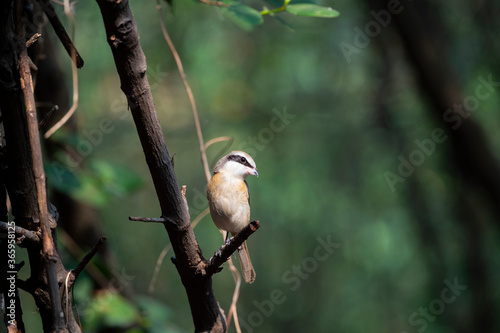 Brown shrike