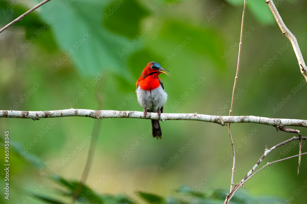 Crimson Sunbird