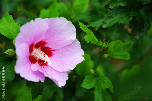 Rose of sharon flowers bloomed