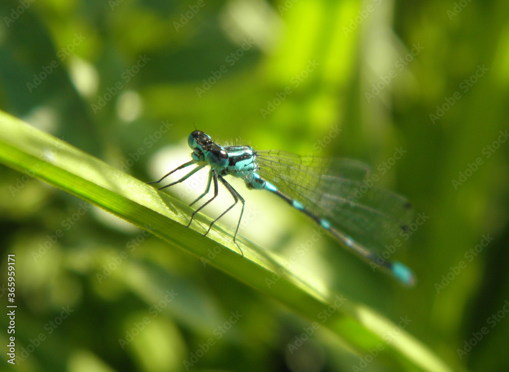 blue dragonfly with transparent wings sits on a blade of grass on a blurred green background of grass blue dragonfly with transparent wings sits on a blade of grass on a blurred green background of grass