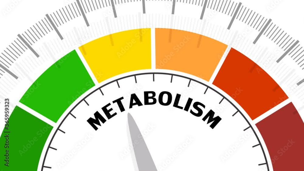 Metabolism level scale with arrow. The measuring device icon. Sign tachometer, speedometer, indicators. Infographic gauge element. Metabolism level scale with arrow. The measuring device icon. Sign tachometer, speedometer, indicators. Infographic gauge element.
