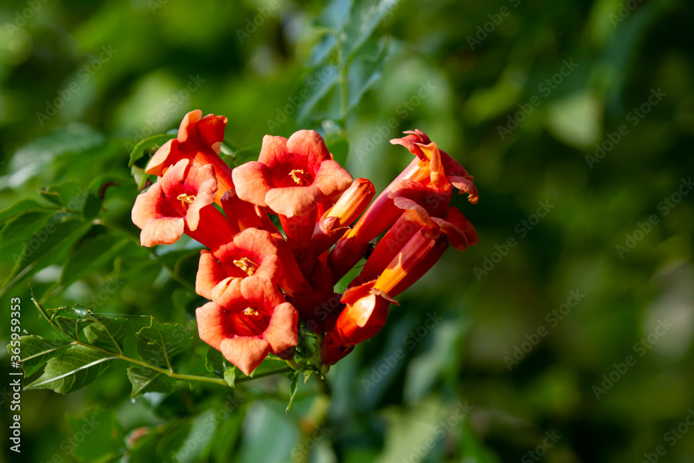 Foto de close up image of a cluster of red trumpet shaped flowers on a