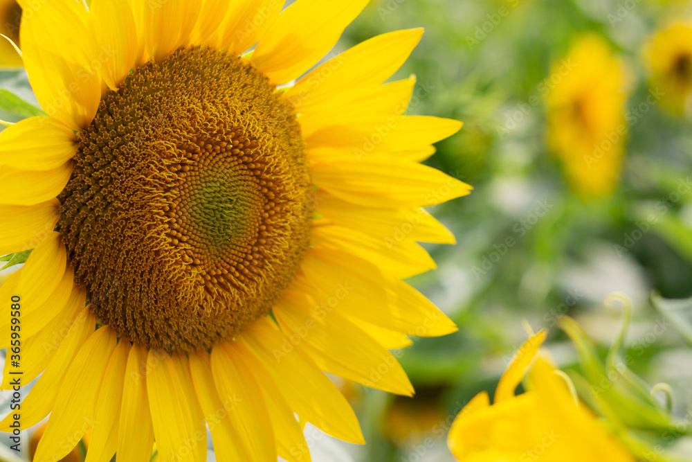 Beautiful sunflower plant on a blurred background, a front view Beautiful sunflower plant on a blurred background, a front view