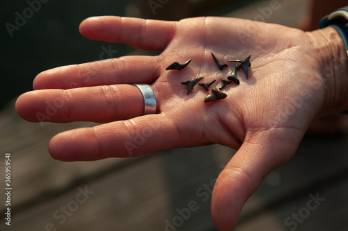 A bunch of fossilized shark teeth dating back to miocene (25 million years ago) found on the Purse beach by the potomac river by a woman. She is showing them on her palm.