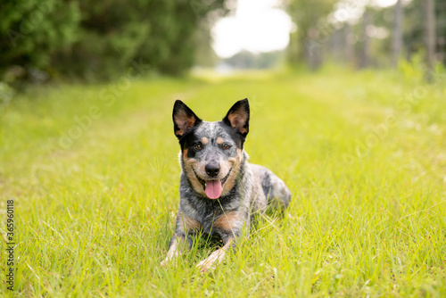 Australian Cattle Dog Blue Heeler laying down in grass on a little country road 