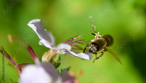 Bee on a flower © Csongor