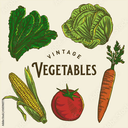 Vintage Vegetable Illustration