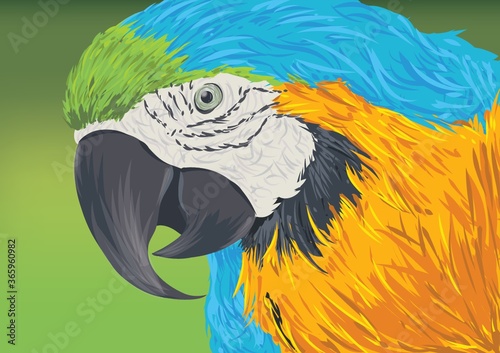 macaw parrot