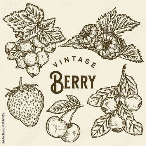 Vintage Berry Illustration