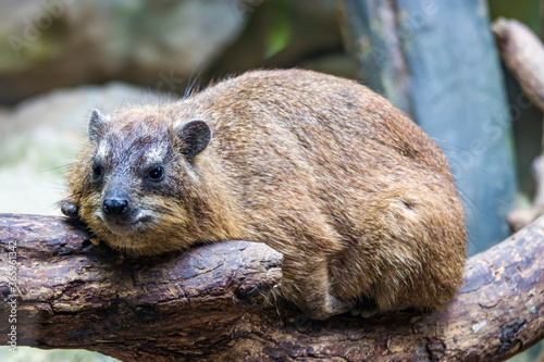 a Rock hyrax stands alone.
it is a medium-sized terrestrial mammal native to Africa and the Middle East.
The rock hyrax is found at elevations up to 4,200 metres in habitats with rock crevices 