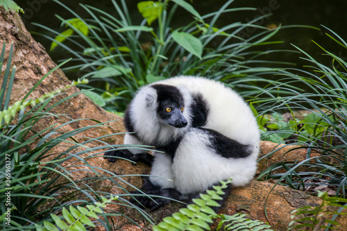 The black-and-white ruffed lemur (Varecia variegata) is an endangered species of ruffed lemur, one of two which are endemic to the island of Madagascar. photo