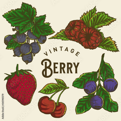 Vintage Berry Illustration